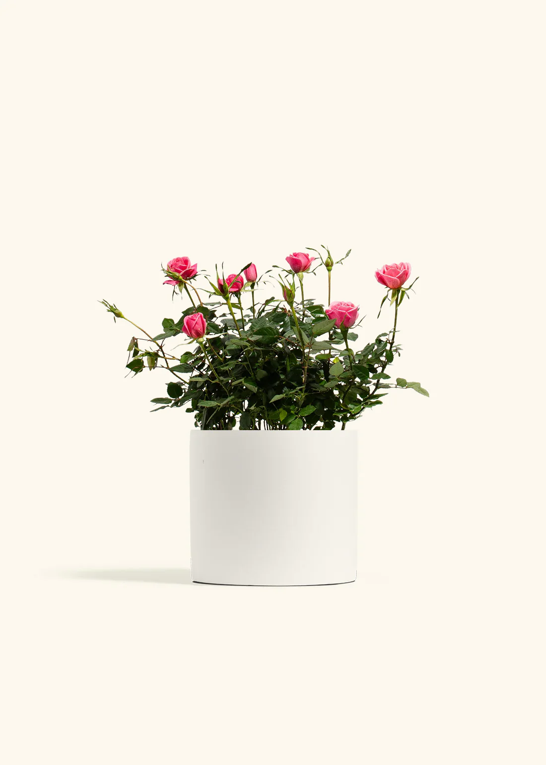 Pink Mini Roses - Image 9