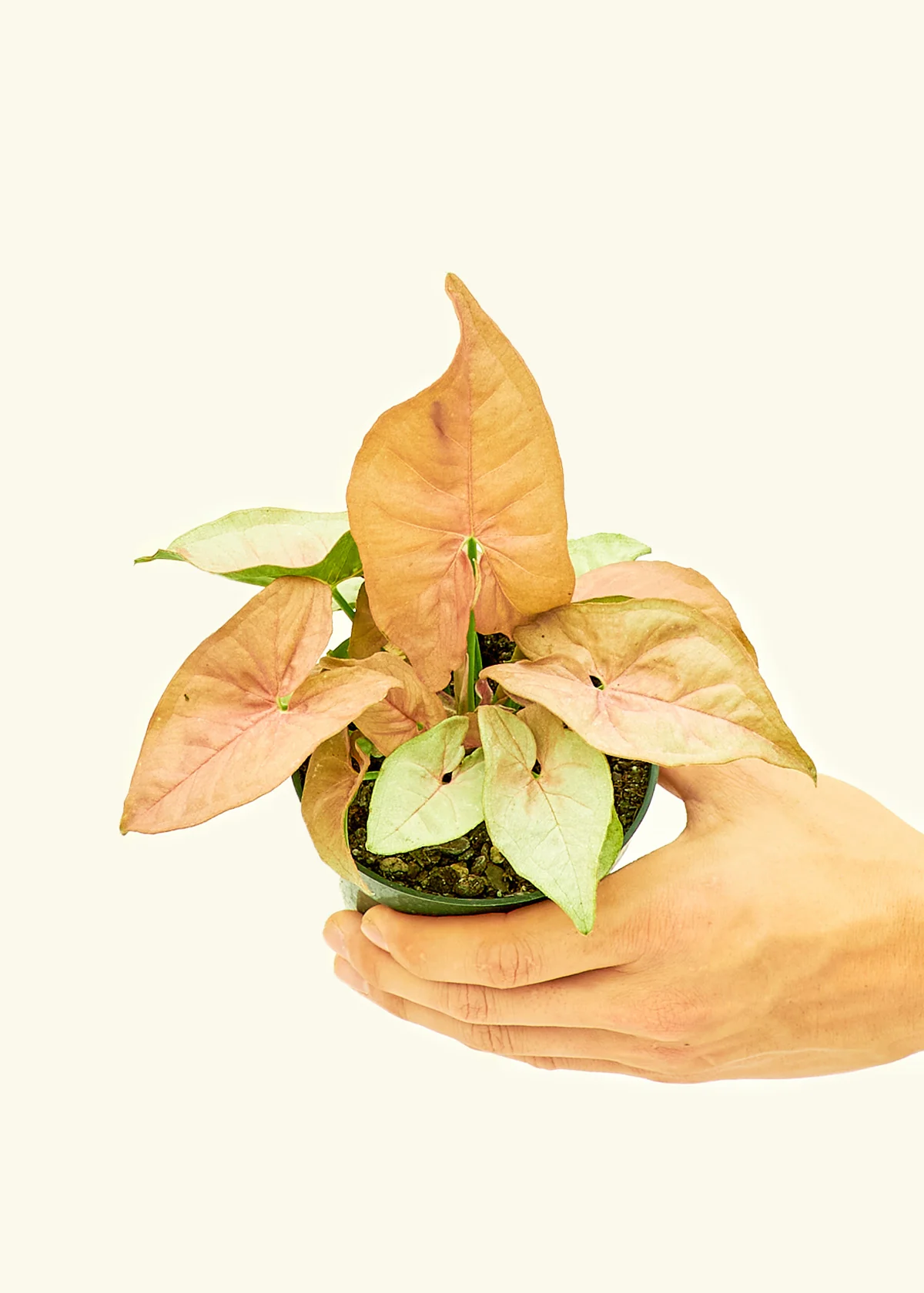 Pink Arrowhead Plant - Image 3