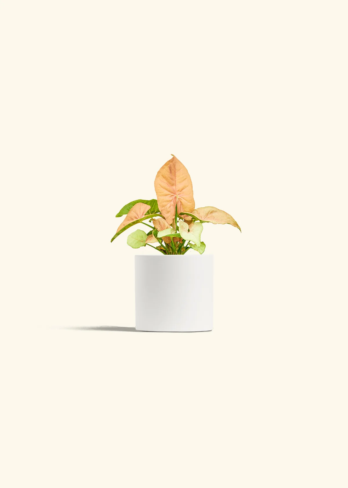 Pink Arrowhead Plant - Image 4