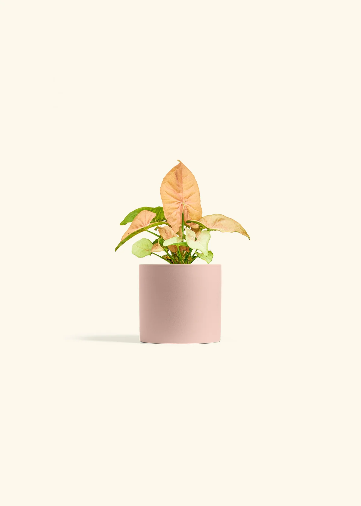 Pink Arrowhead Plant - Image 5