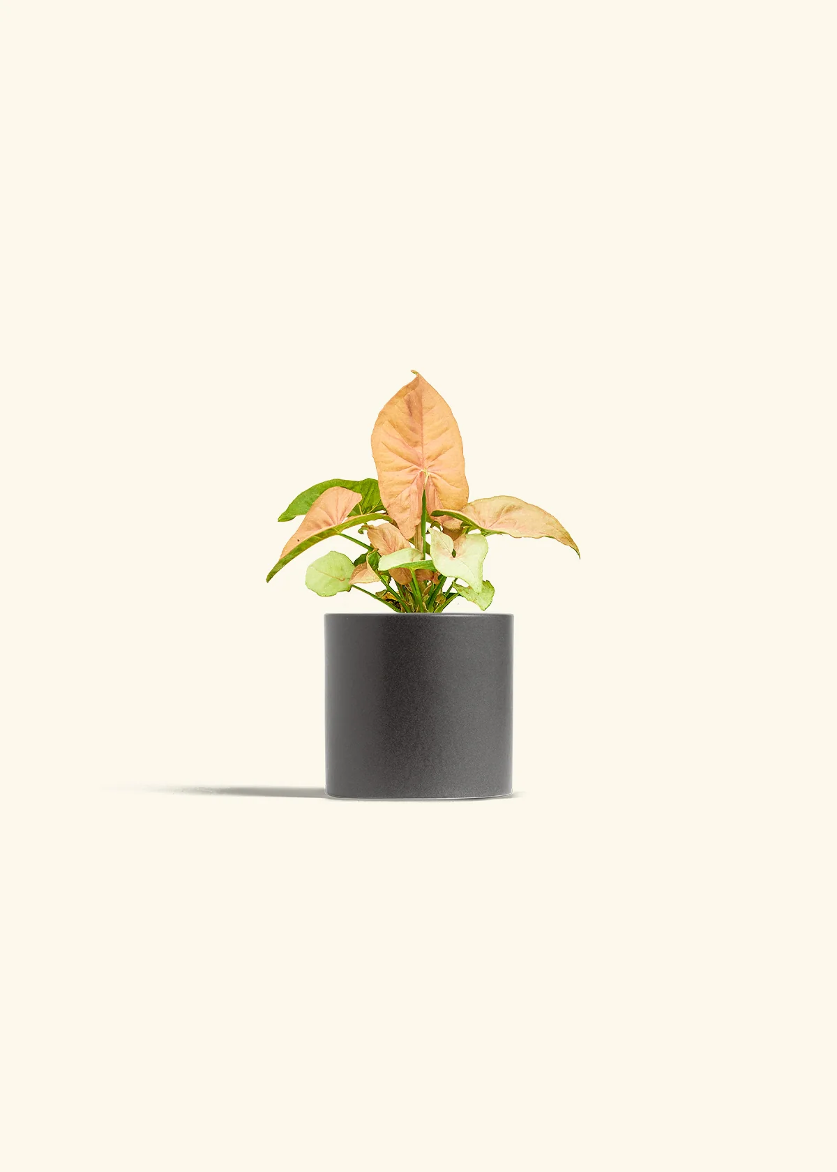 Pink Arrowhead Plant - Image 6
