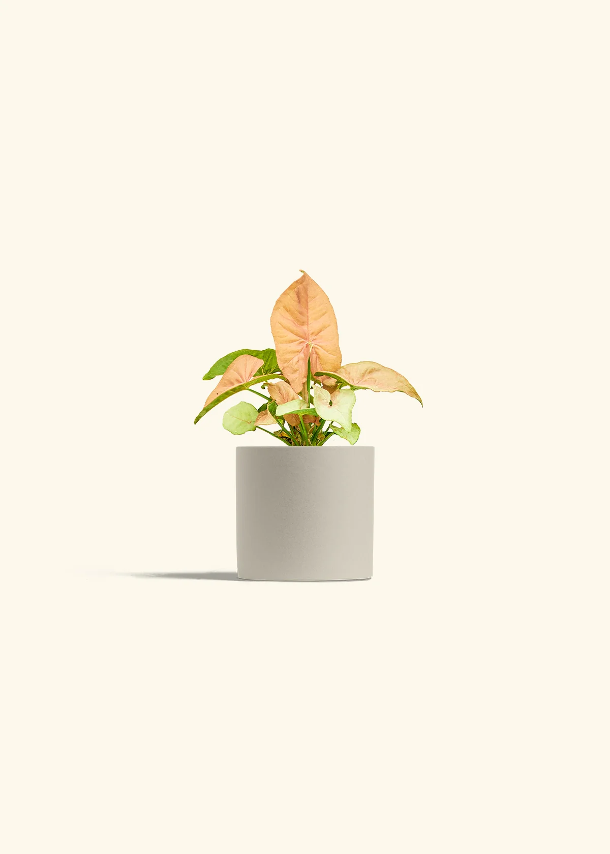 Pink Arrowhead Plant - Image 7