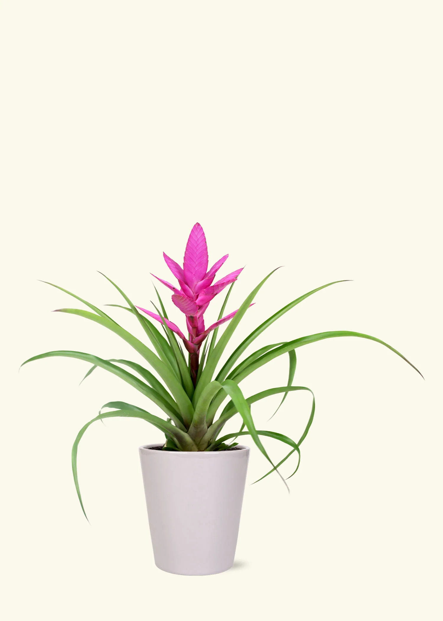 Pink Bromeliad - Image 3