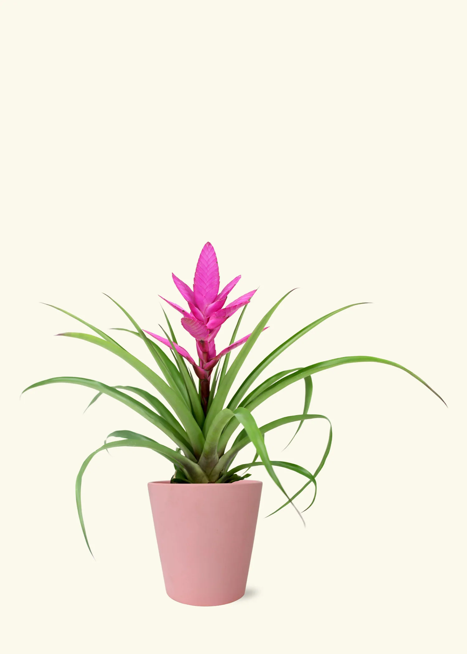 Pink Bromeliad - Image 4