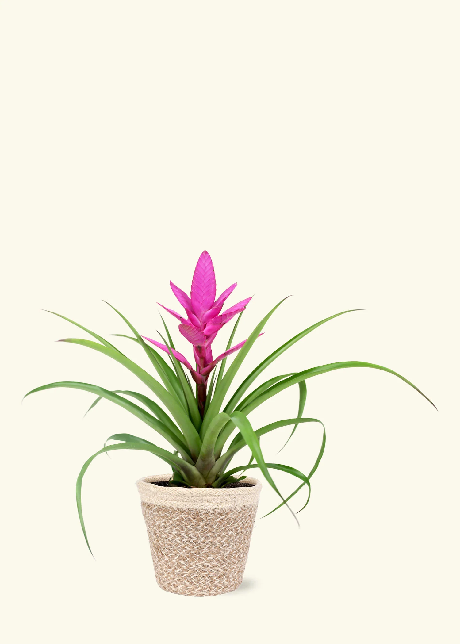 Pink Bromeliad - Image 5