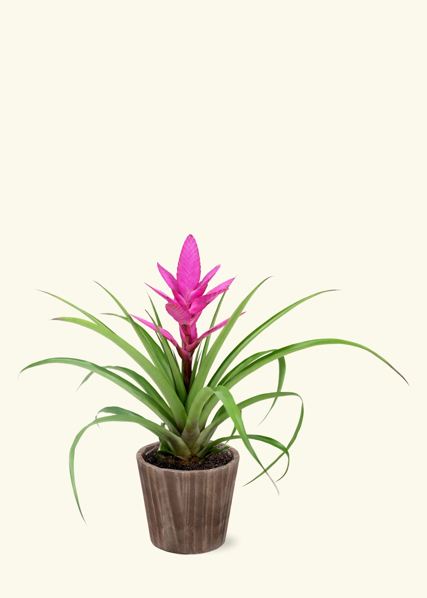 Pink Bromeliad - Image 6