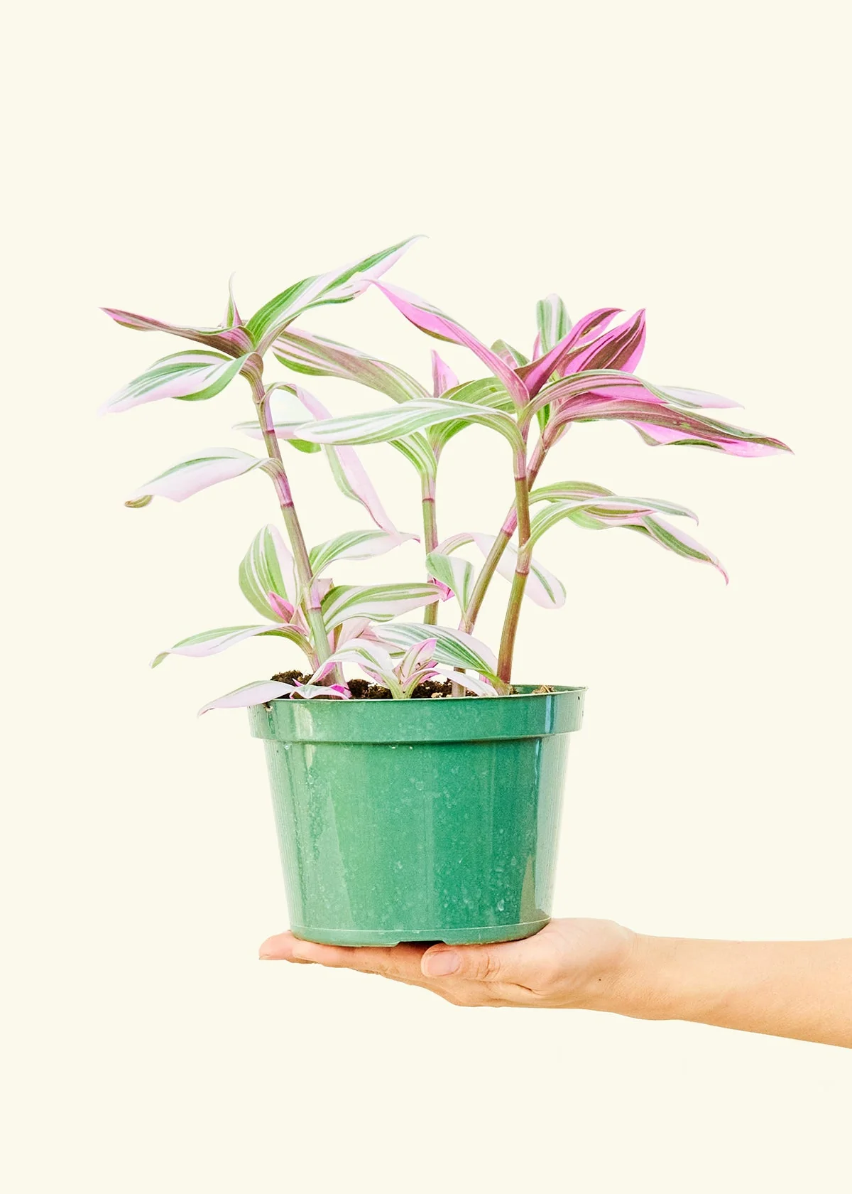 Tradescantia Nanouk - Image 10