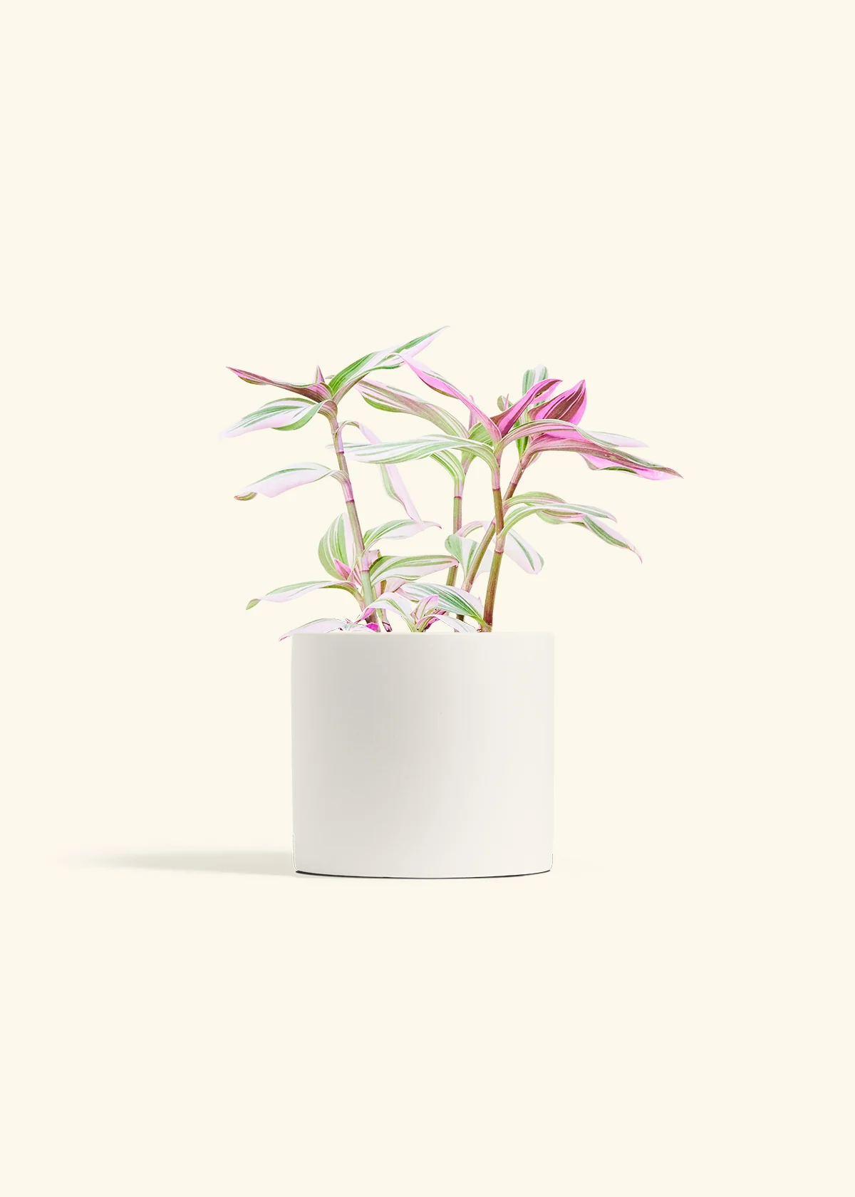 Tradescantia Nanouk - Image 11