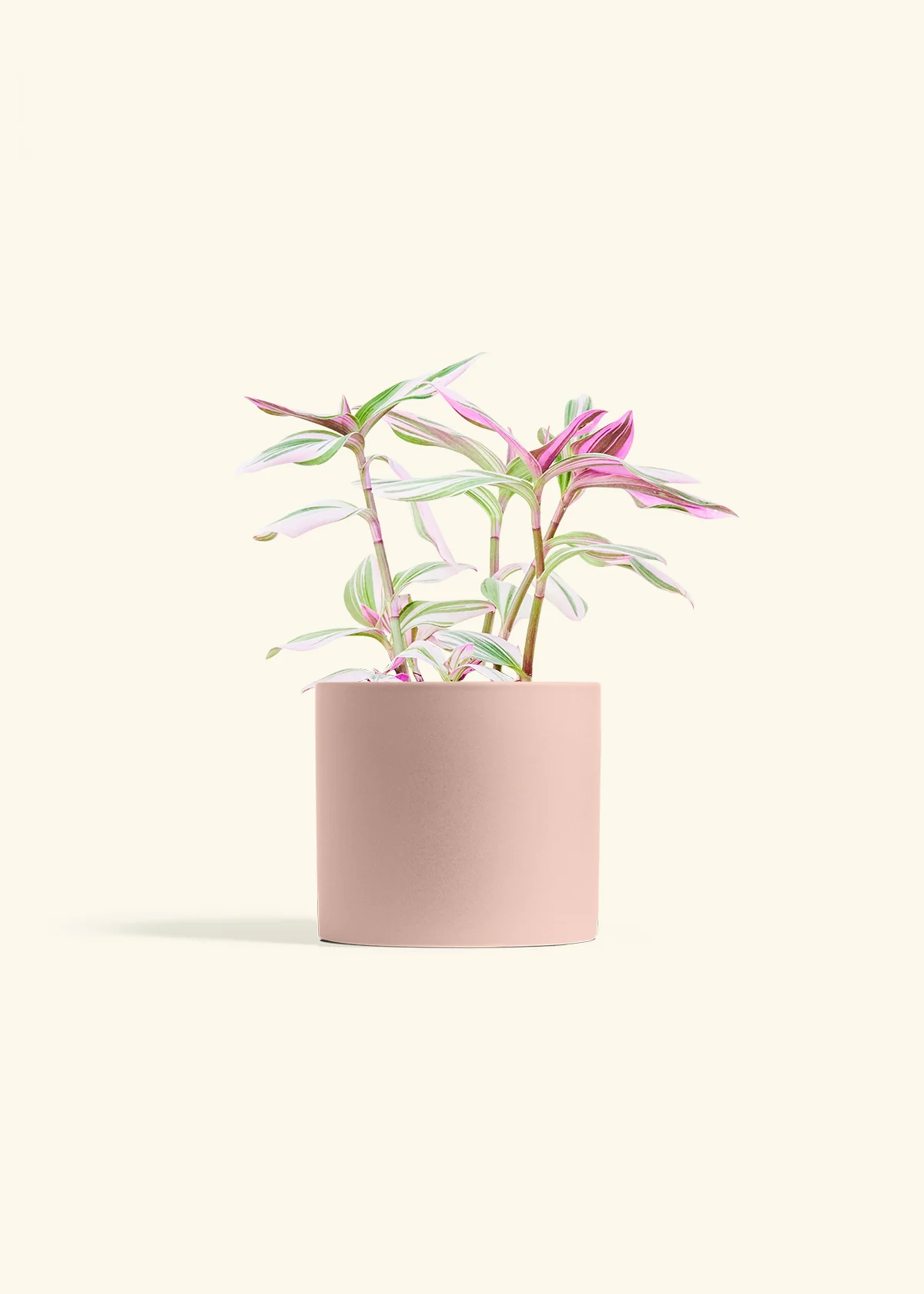 Tradescantia Nanouk - Image 12