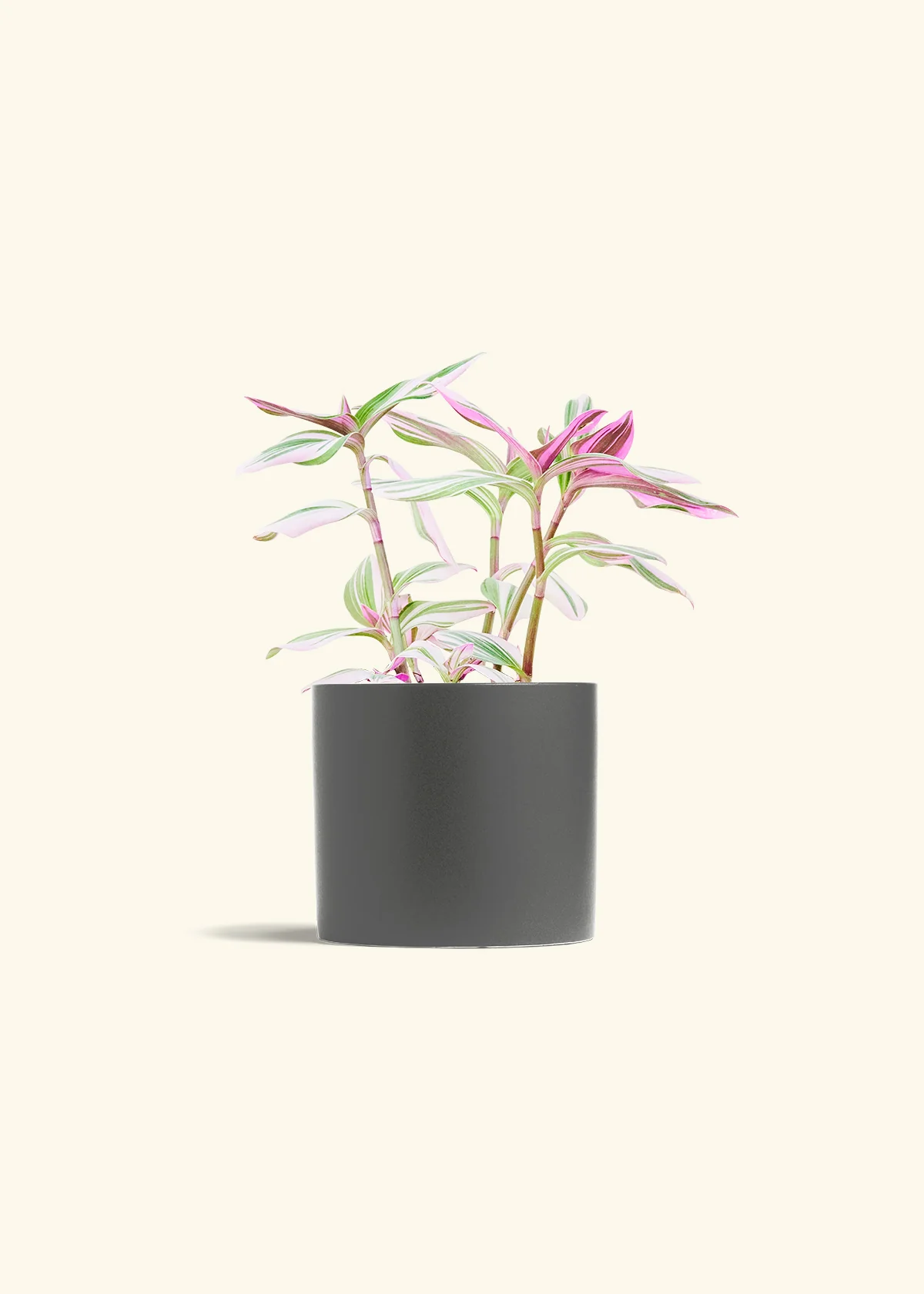 Tradescantia Nanouk - Image 13