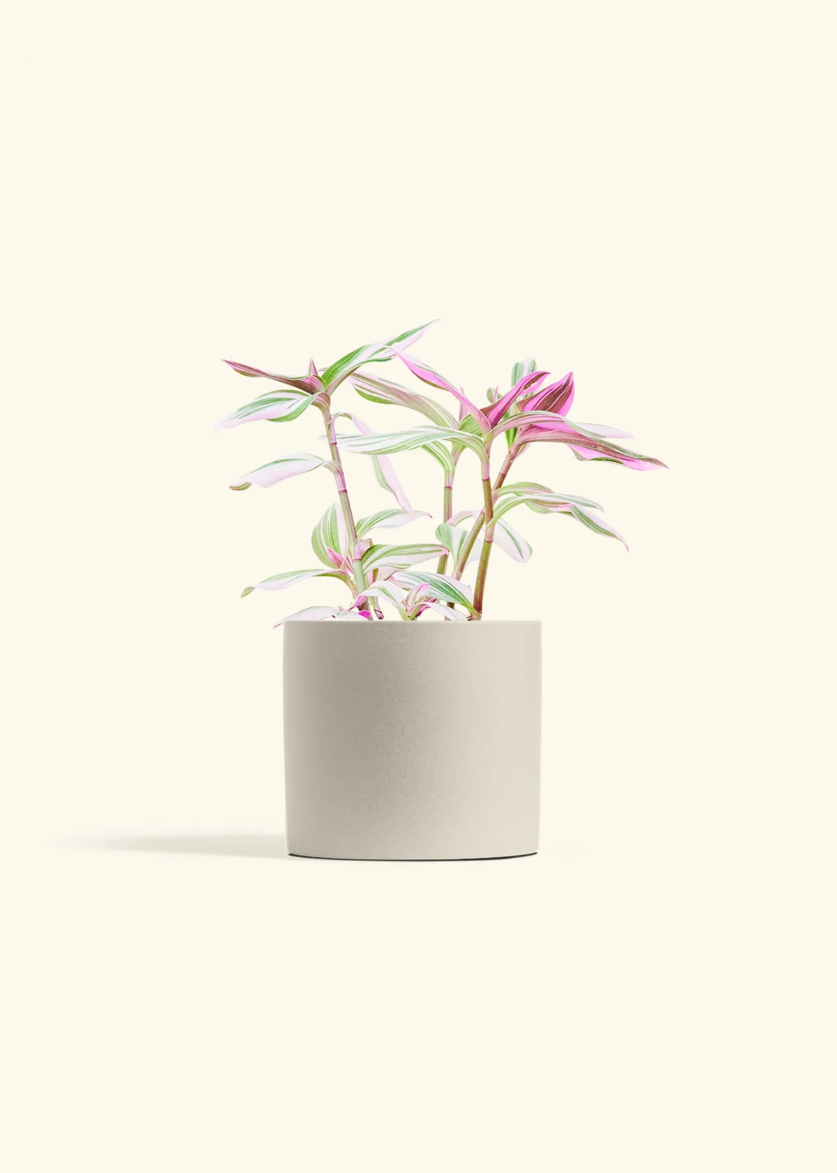 Tradescantia Nanouk - Image 14