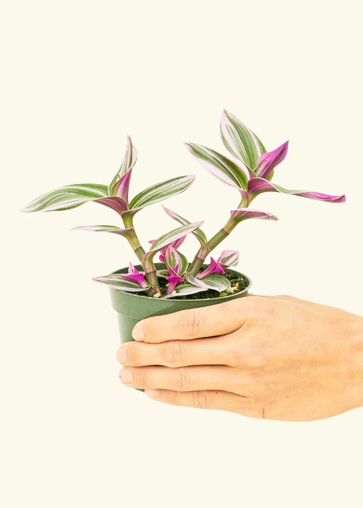 Tradescantia Nanouk - Image 2