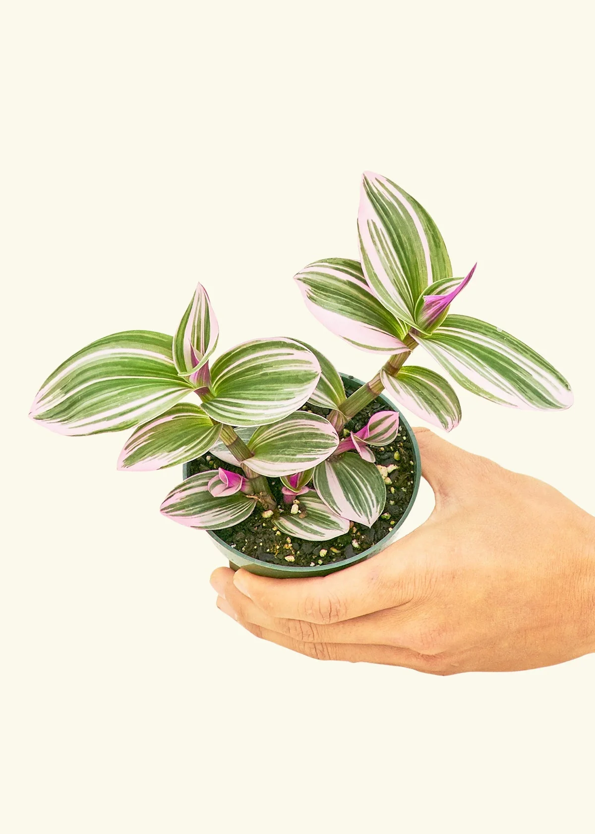 Tradescantia Nanouk - Image 3
