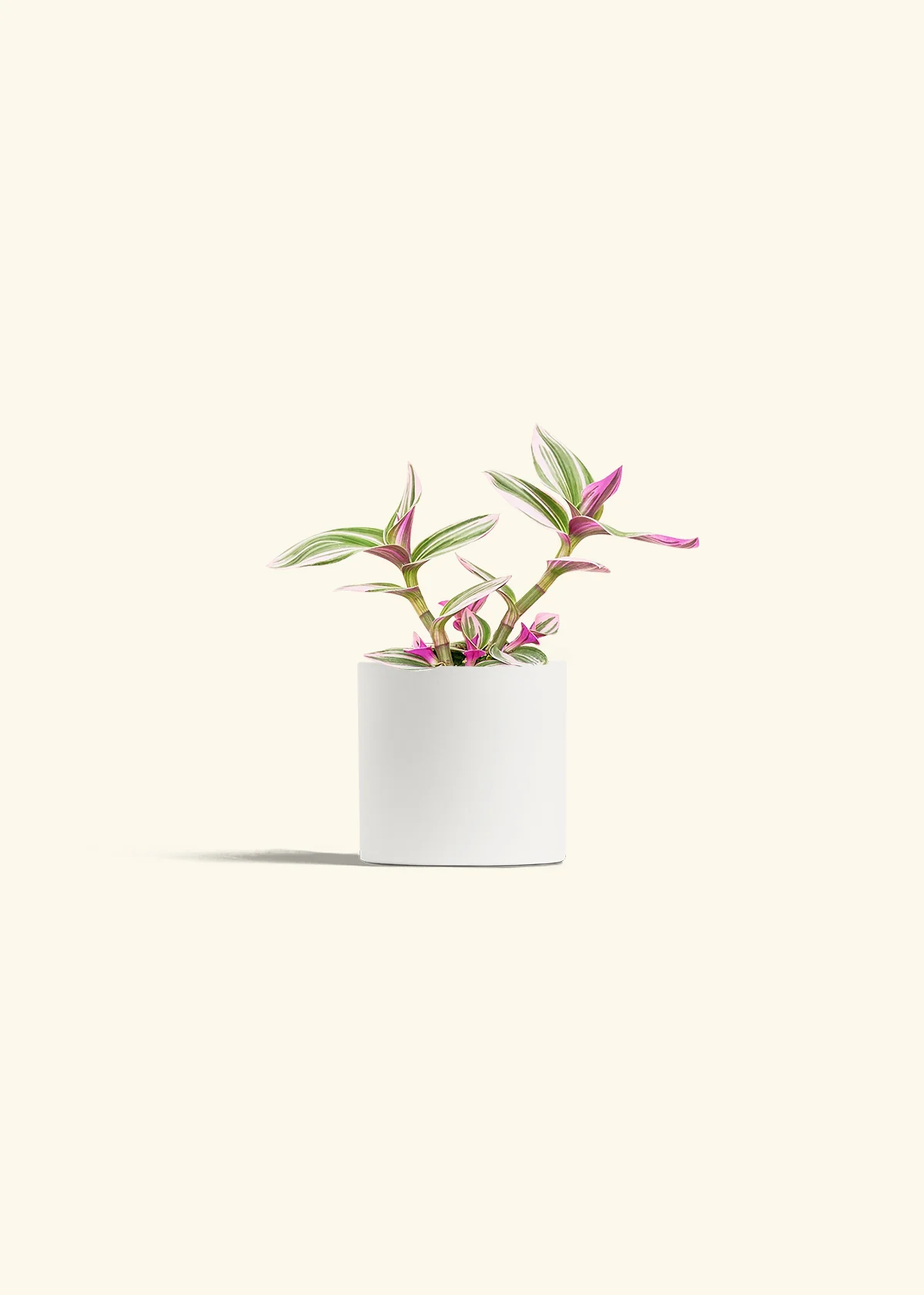 Tradescantia Nanouk - Image 4