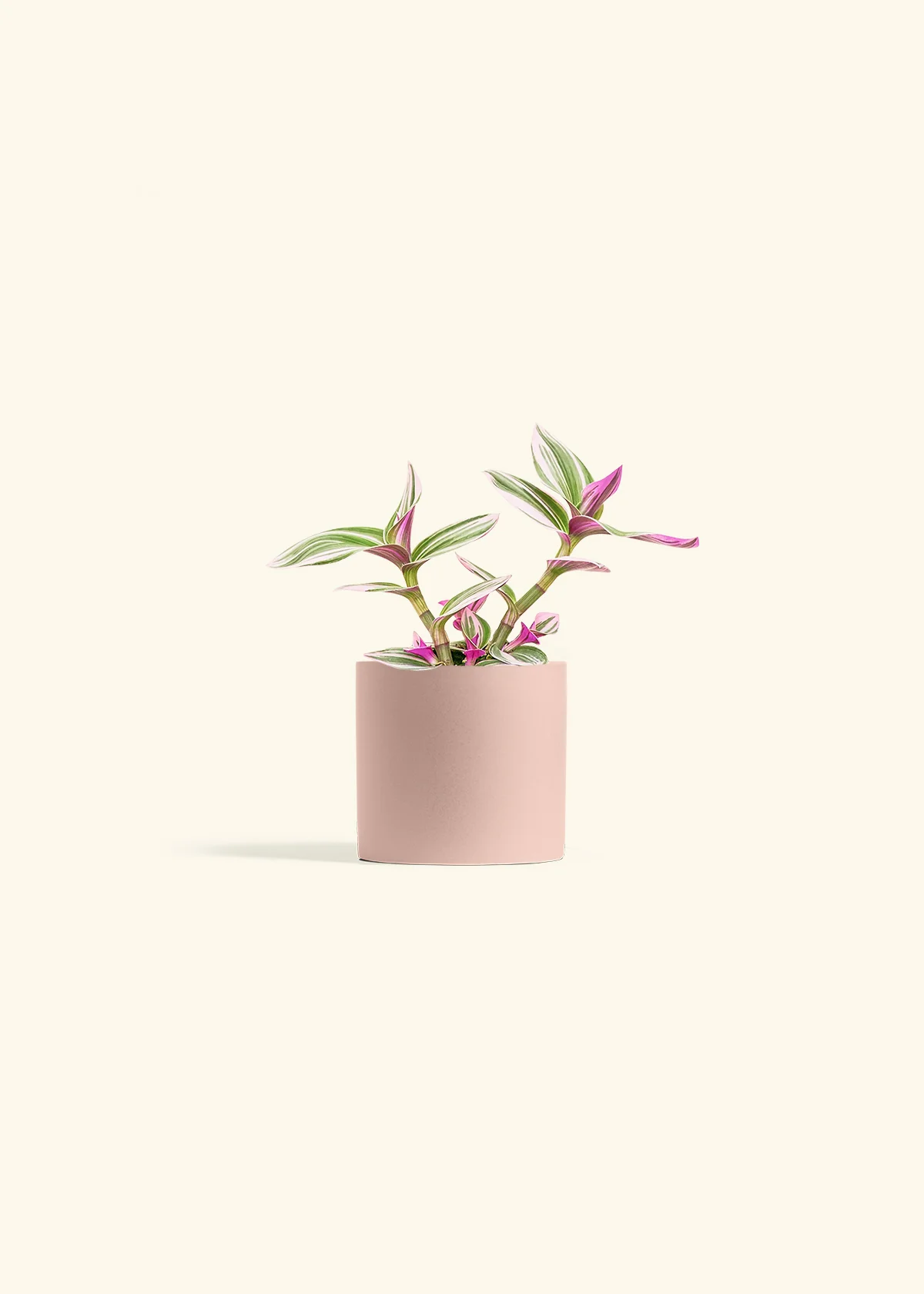 Tradescantia Nanouk - Image 5