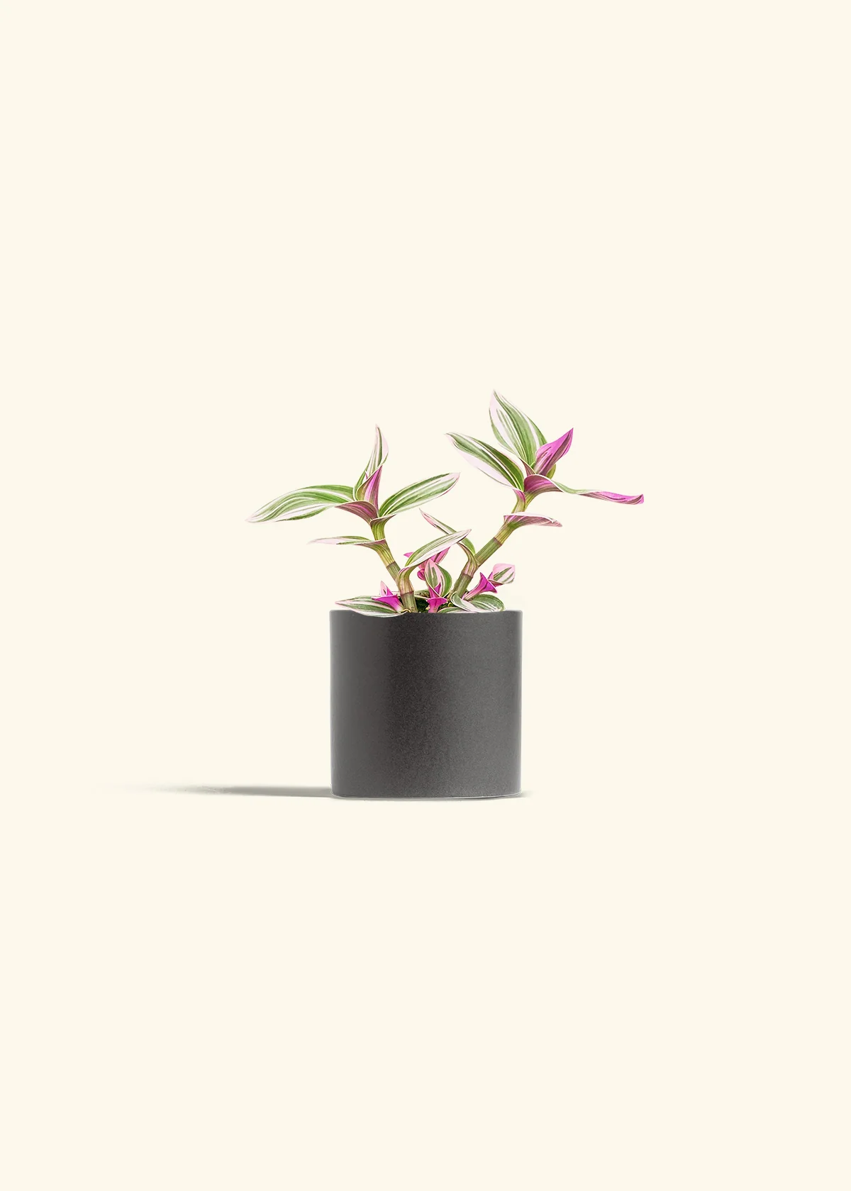 Tradescantia Nanouk - Image 6