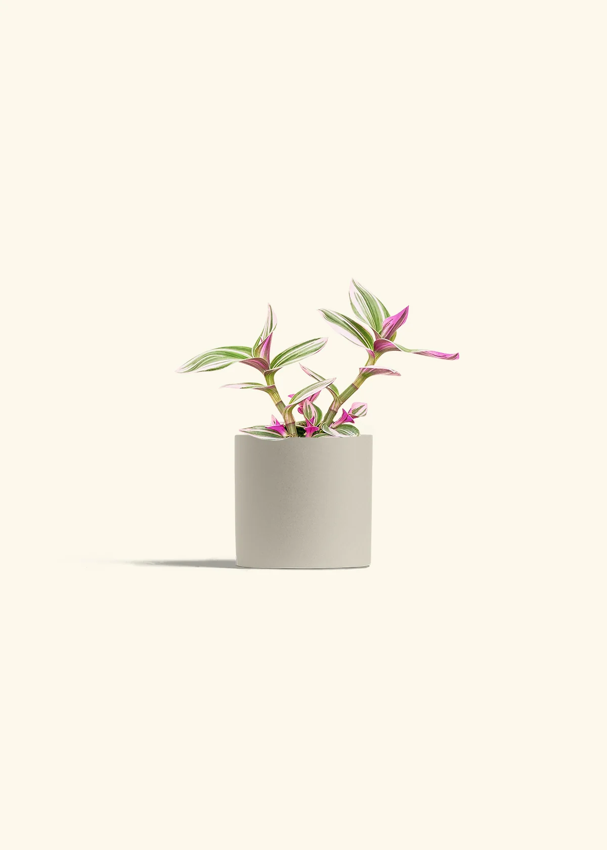 Tradescantia Nanouk - Image 7