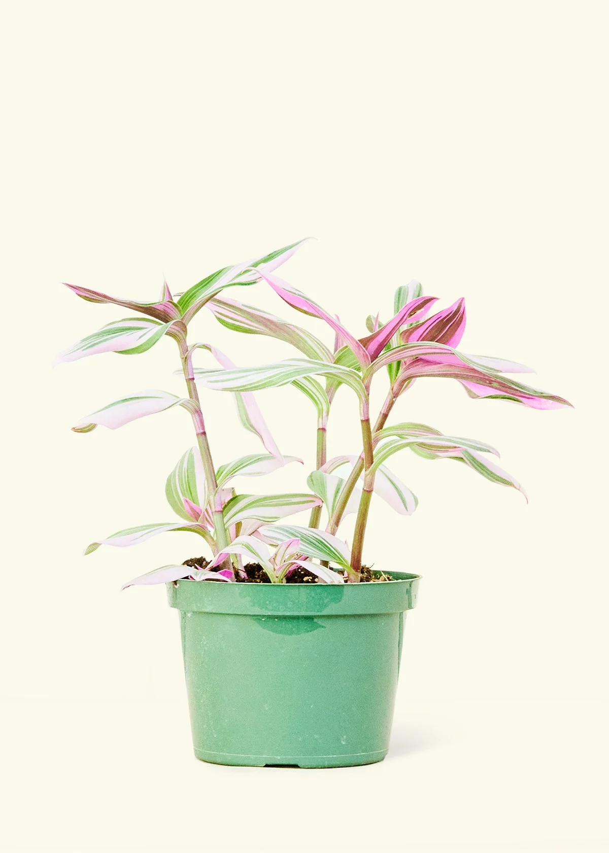 Tradescantia Nanouk - Image 8