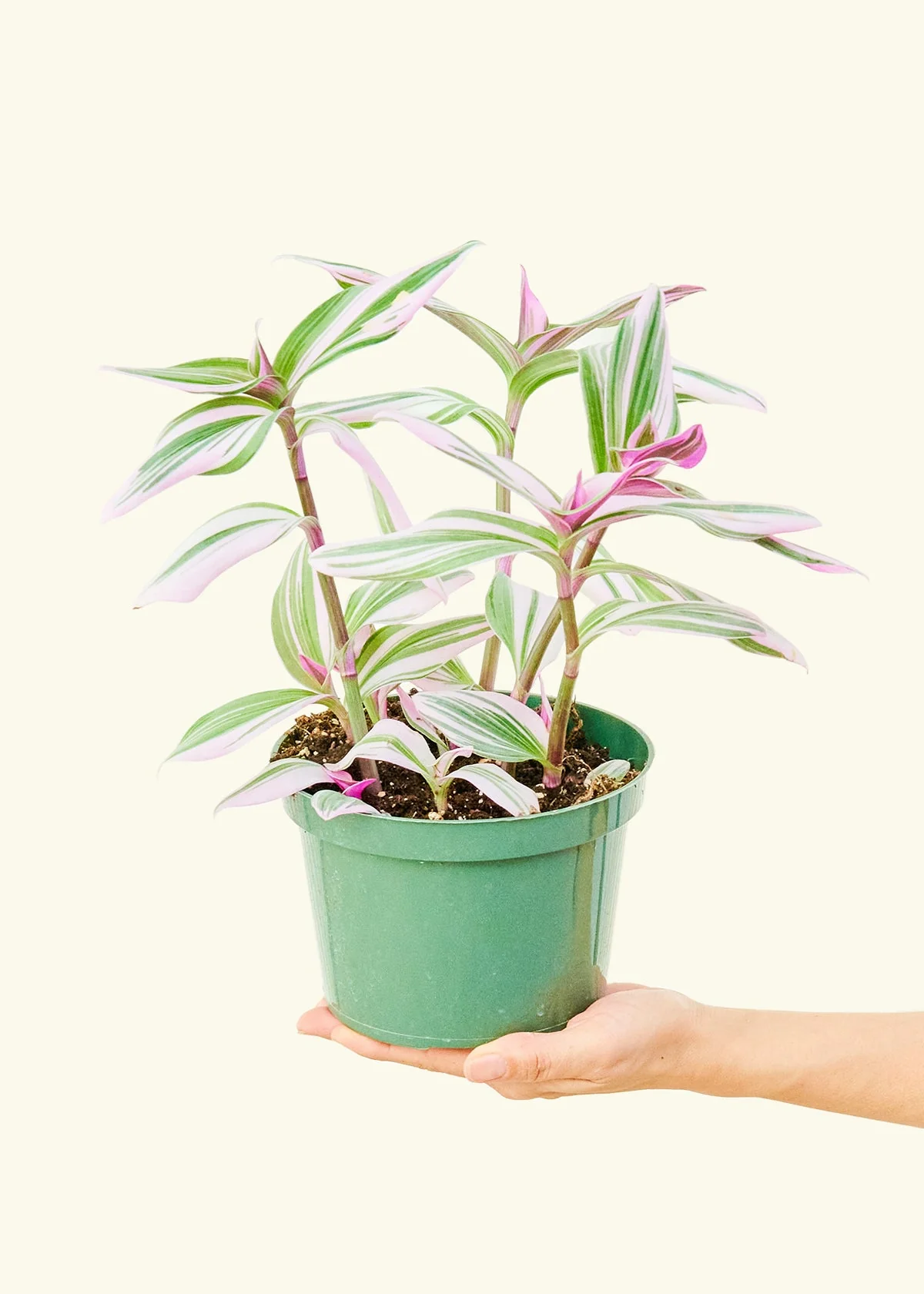 Tradescantia Nanouk - Image 9