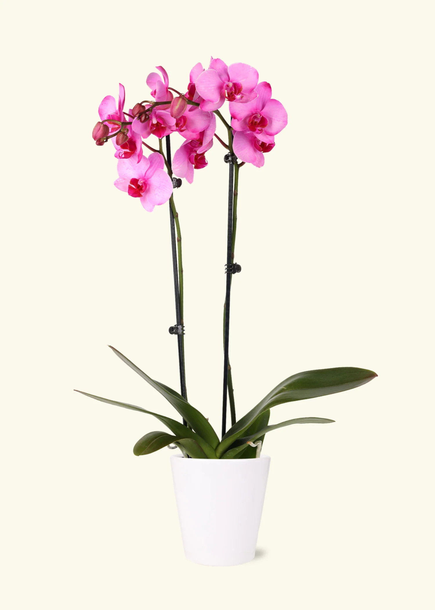 Pink Watercolor Orchid - Image 2