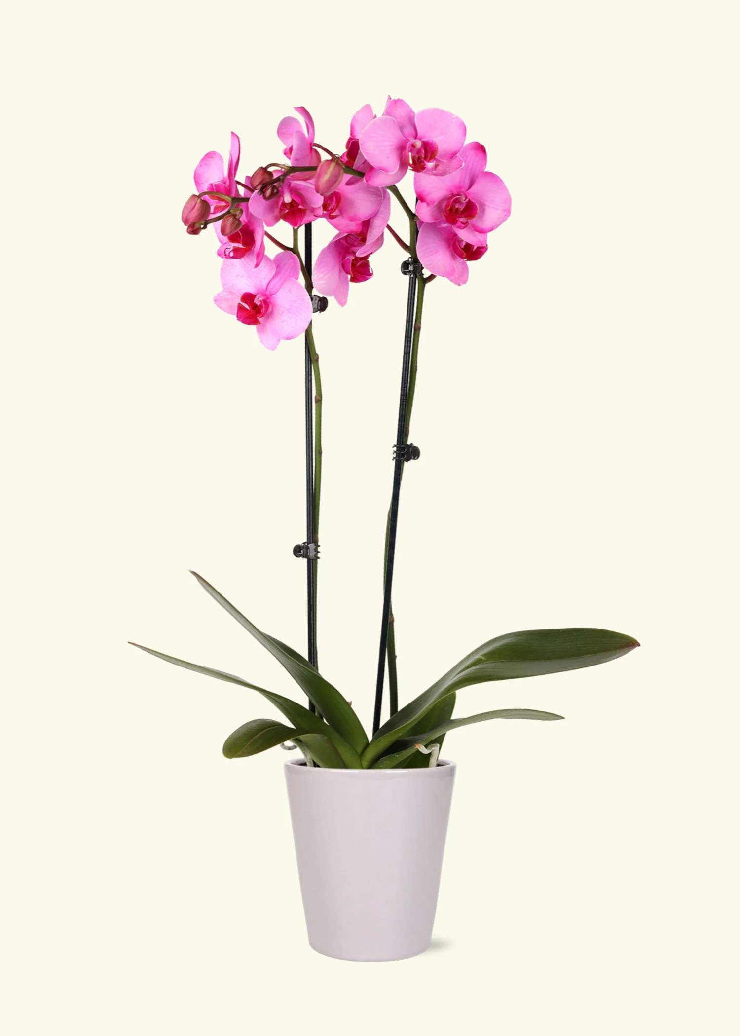 Pink Watercolor Orchid - Image 3