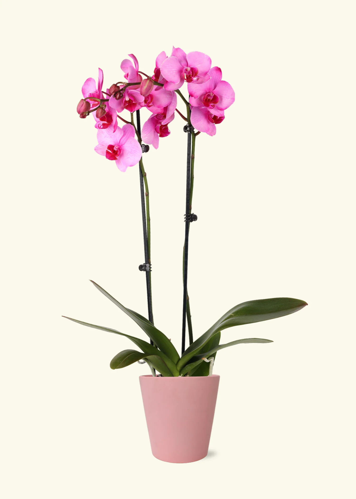Pink Watercolor Orchid - Image 4