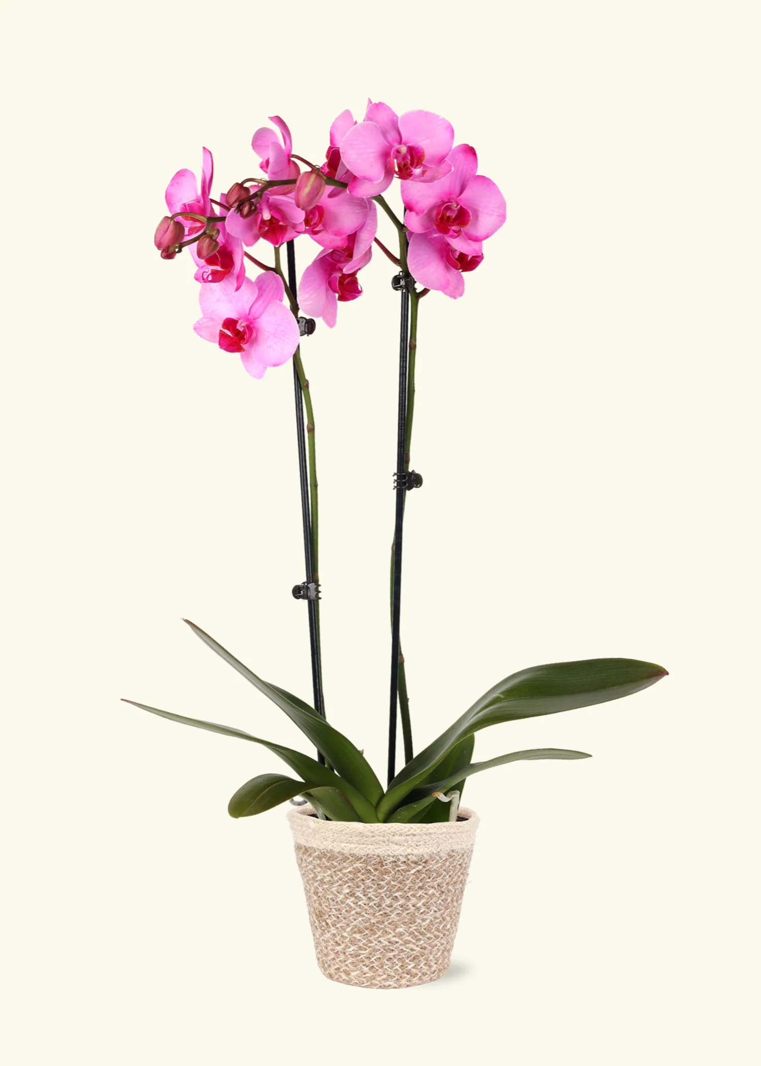Pink Watercolor Orchid - Image 5