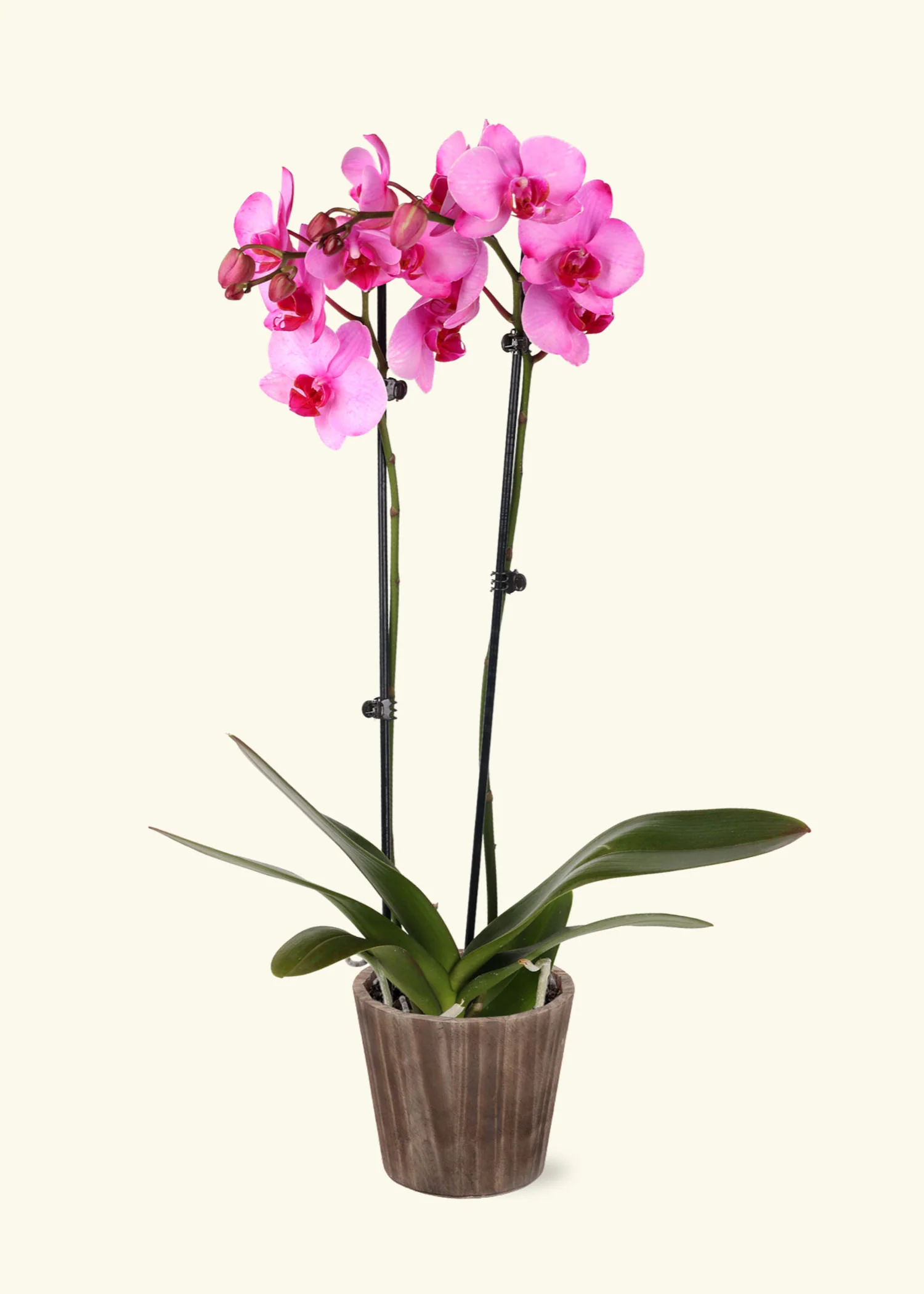 Pink Watercolor Orchid - Image 6