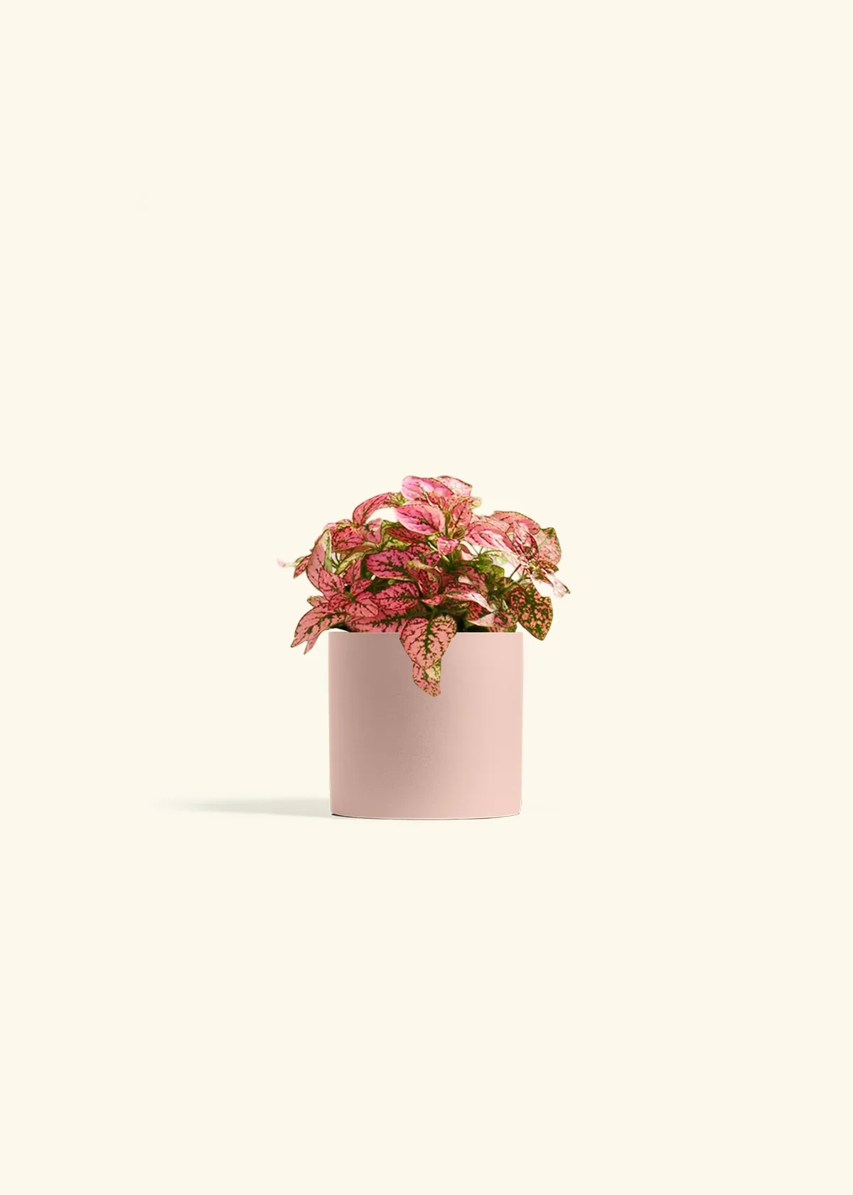 Pink Polka Dot Plant - Image 3