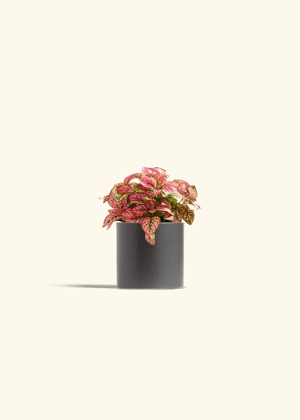 Pink Polka Dot Plant - Image 4