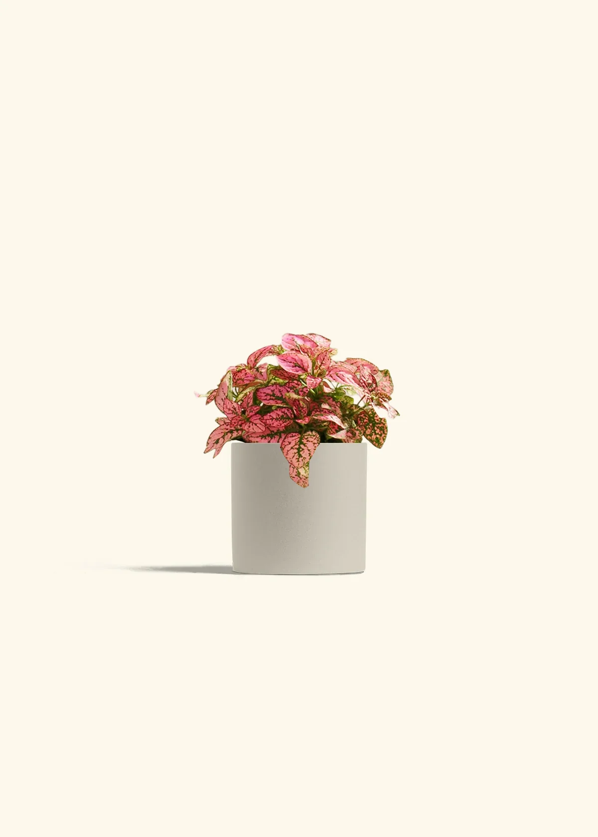 Pink Polka Dot Plant - Image 5