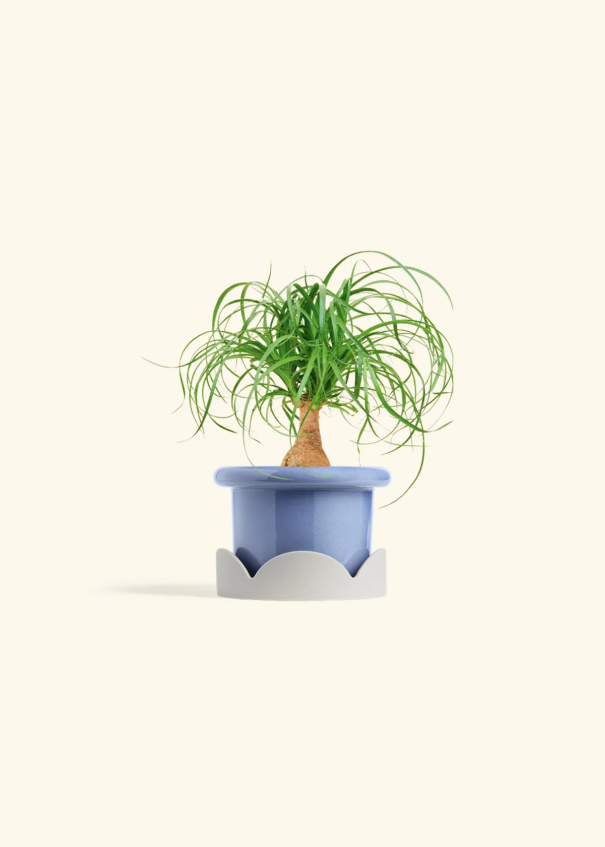 Ponytail Palm - Image 10