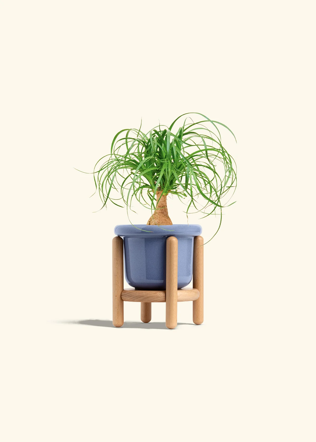 Ponytail Palm - Image 11