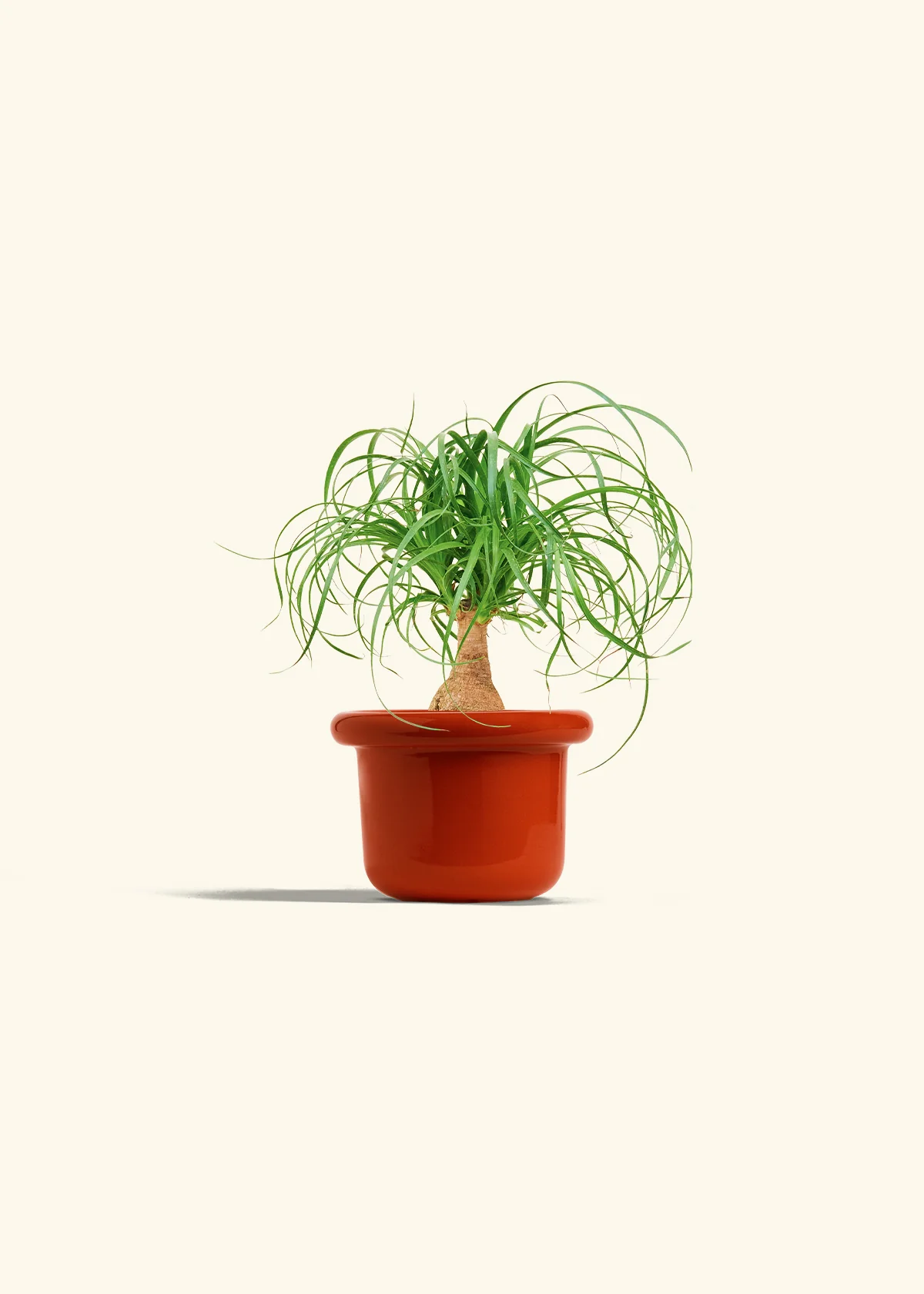 Ponytail Palm - Image 12