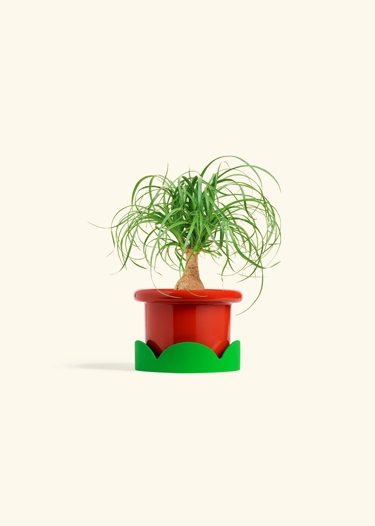 Ponytail Palm - Image 13