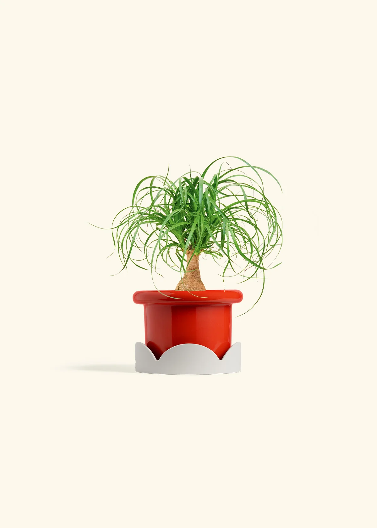 Ponytail Palm - Image 14