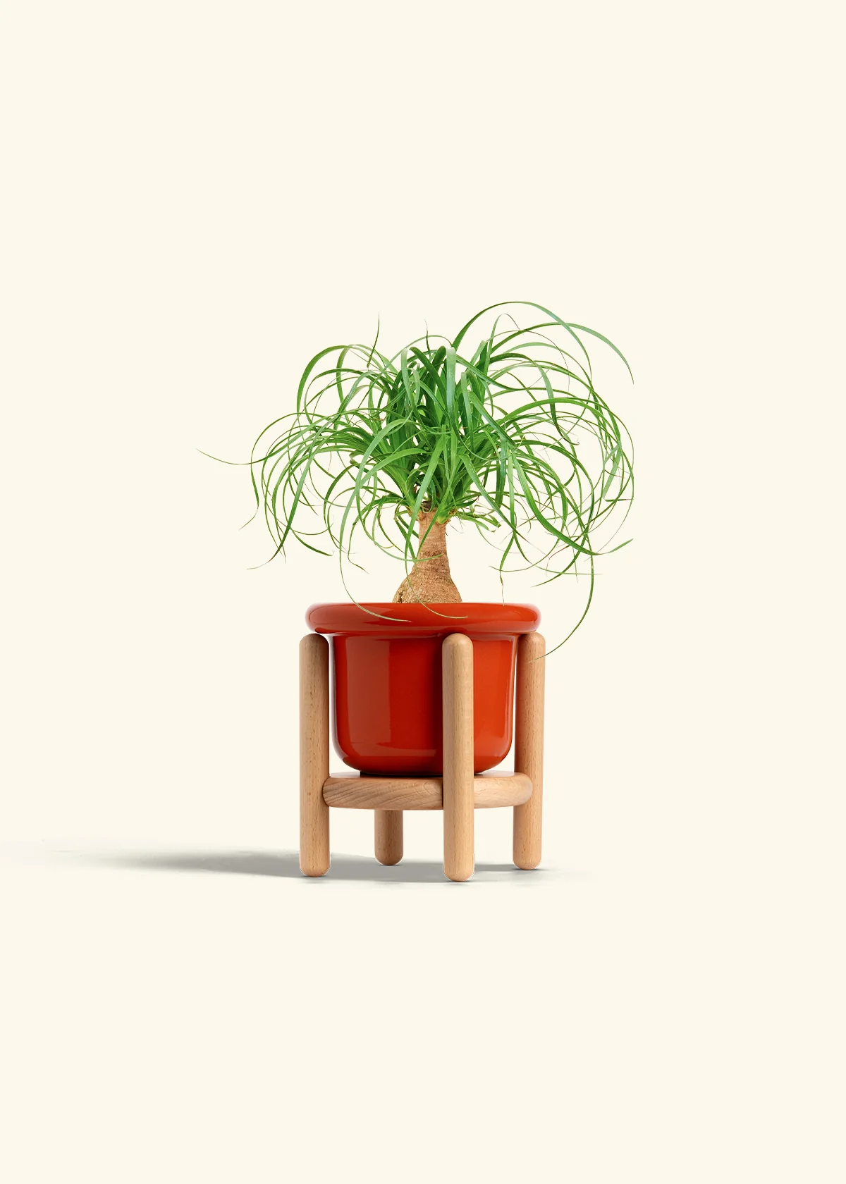 Ponytail Palm - Image 15