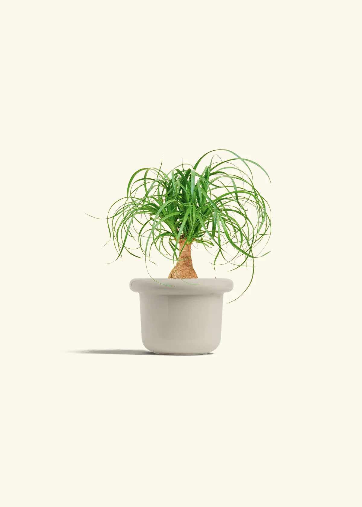 Ponytail Palm - Image 16