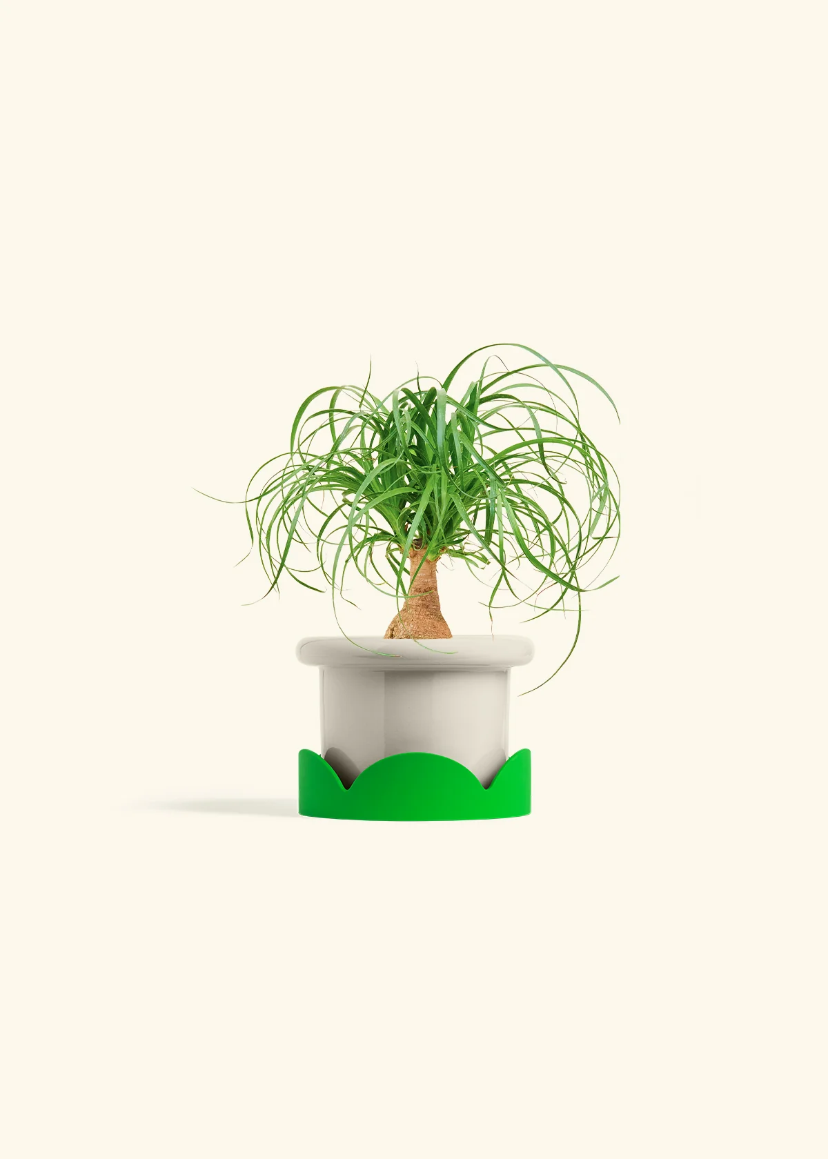 Ponytail Palm - Image 17