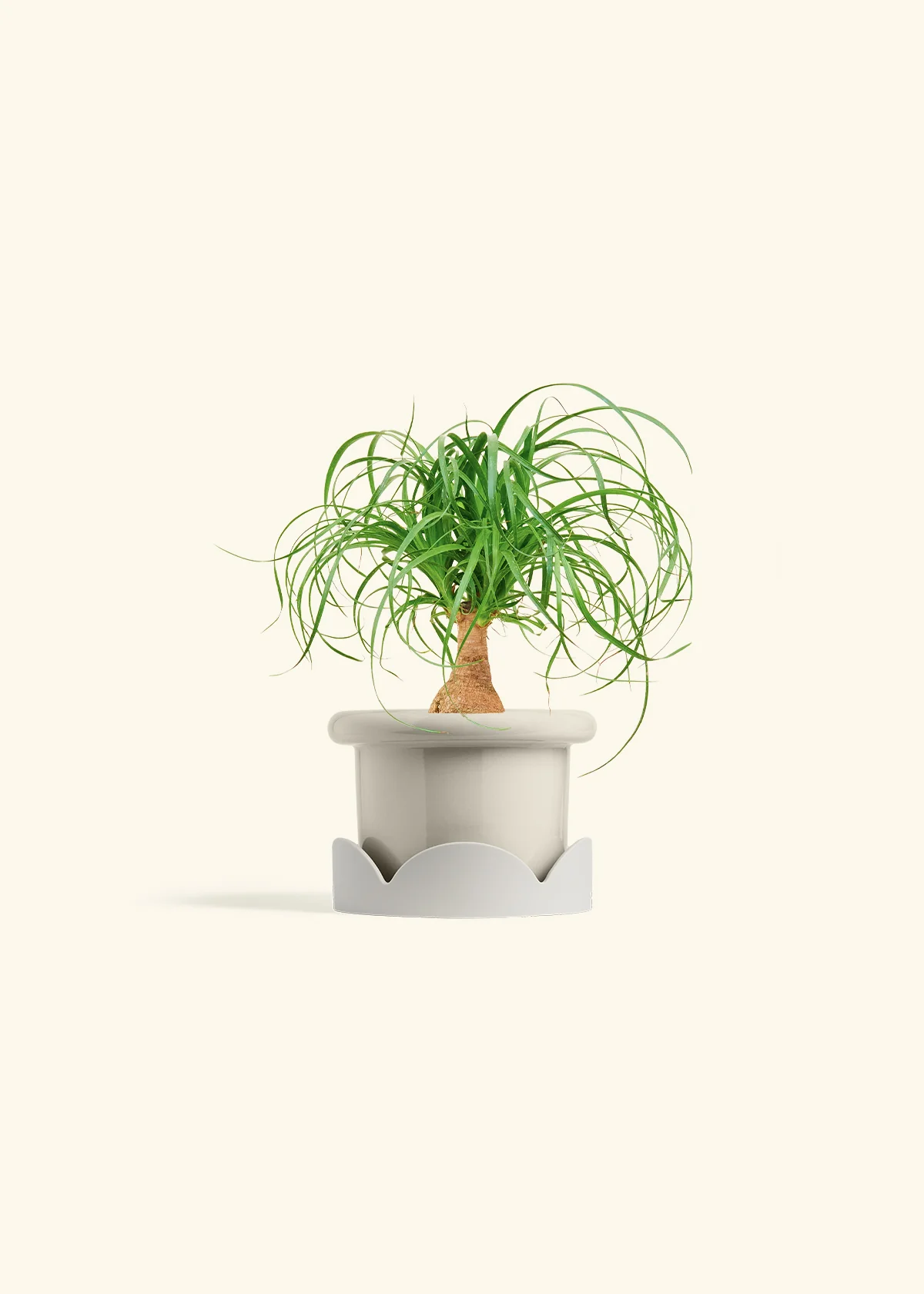 Ponytail Palm - Image 18