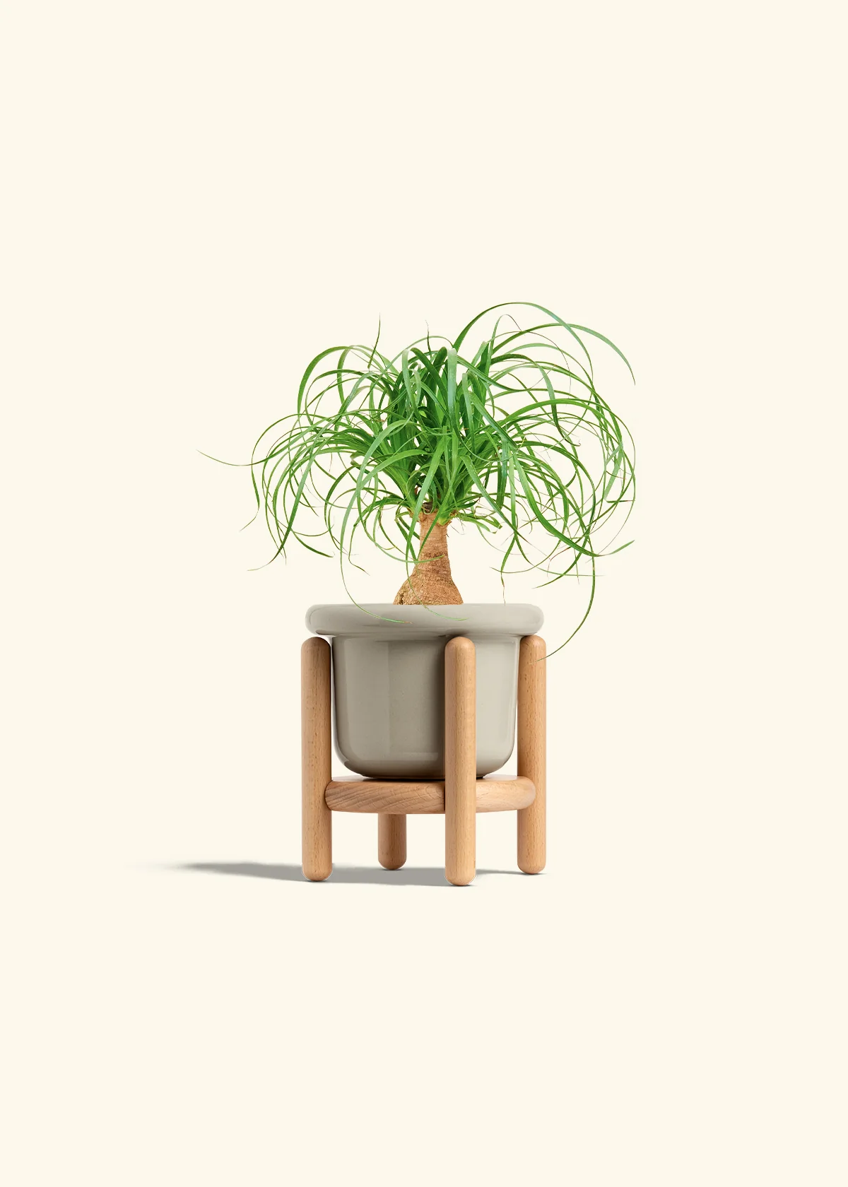 Ponytail Palm - Image 19