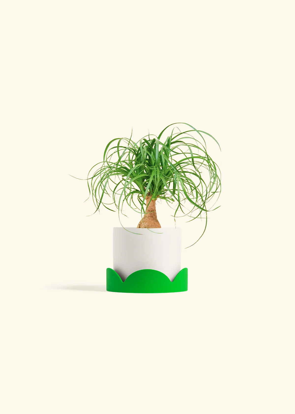 Ponytail Palm - Image 21