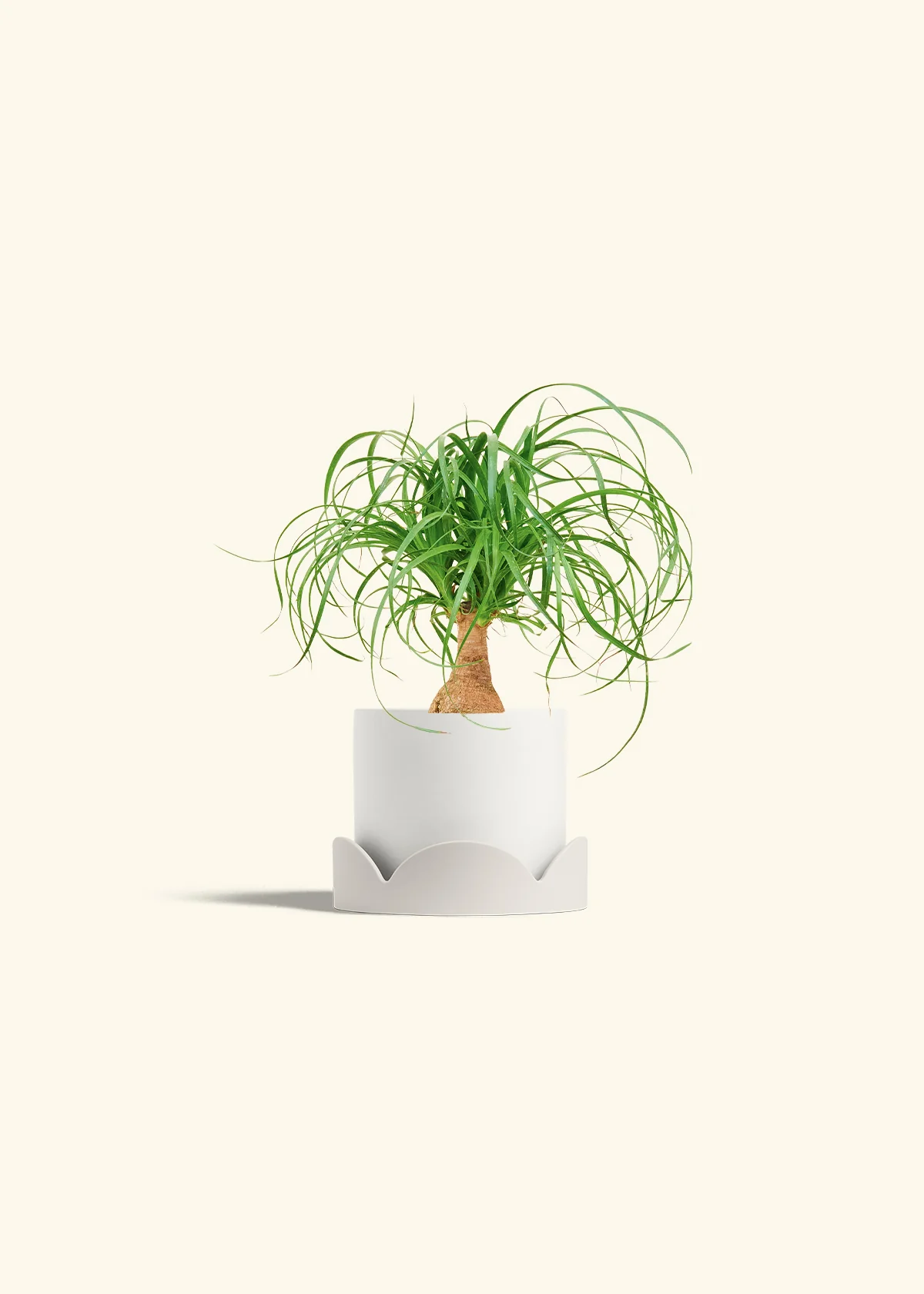 Ponytail Palm - Image 22