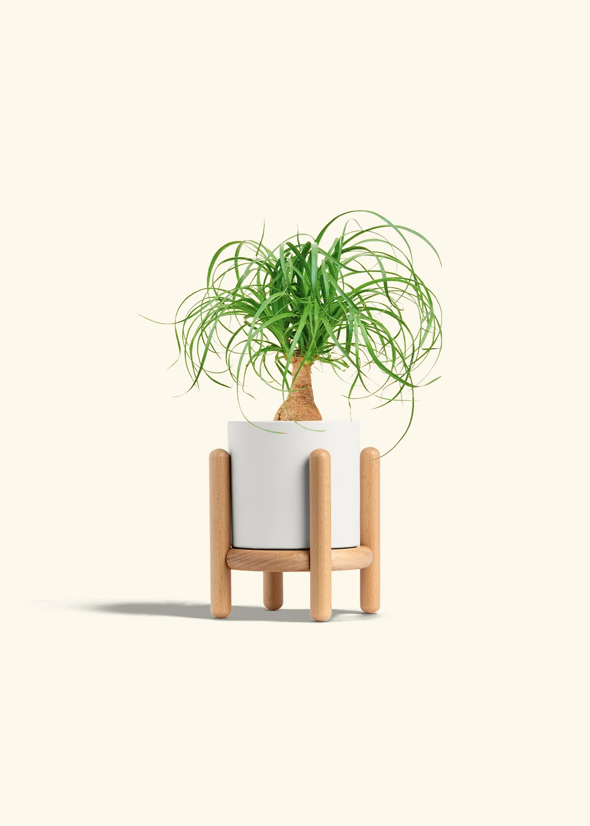 Ponytail Palm - Image 23