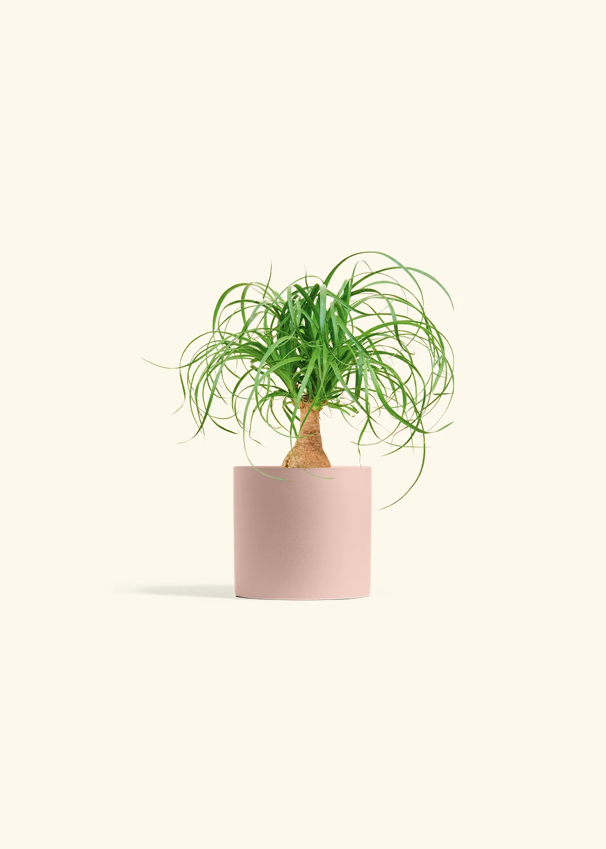 Ponytail Palm - Image 24