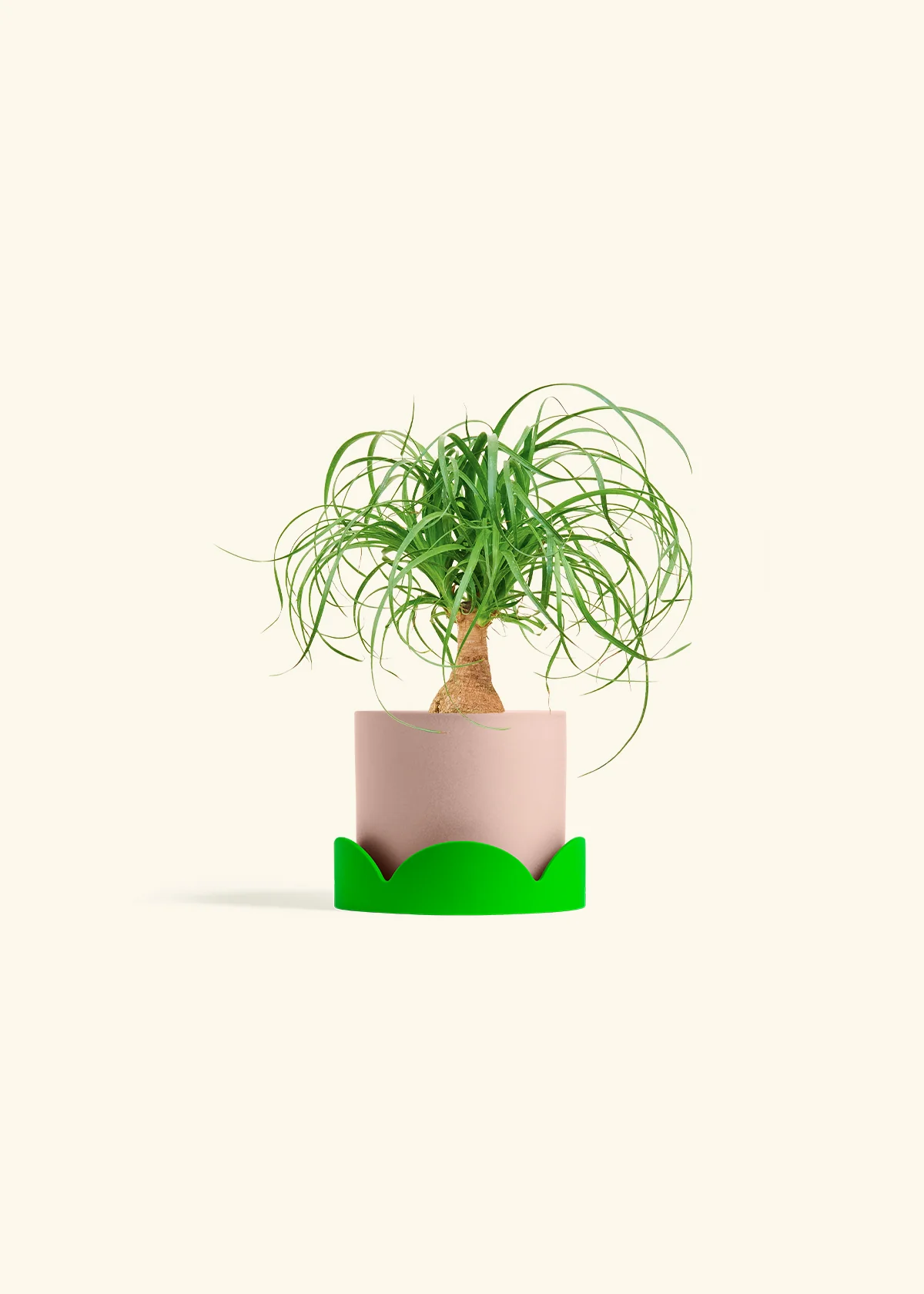 Ponytail Palm - Image 25