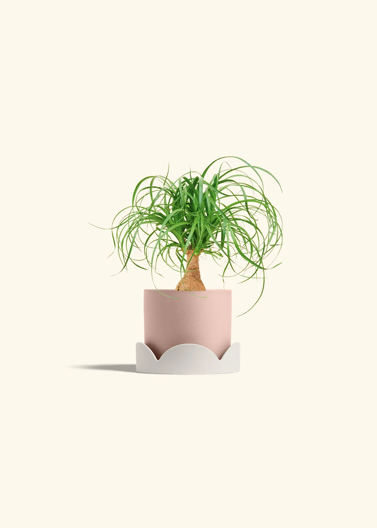 Ponytail Palm - Image 26