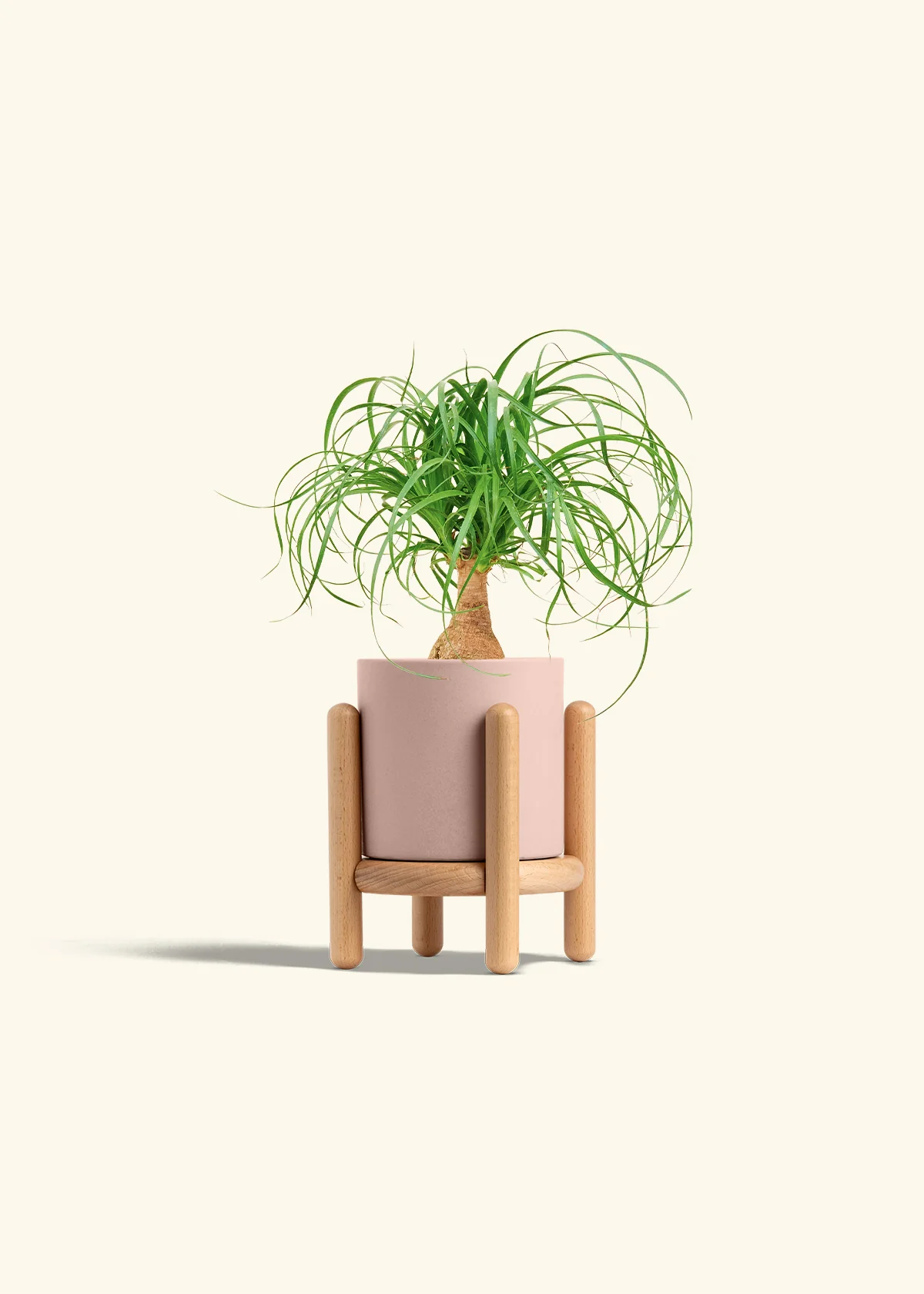 Ponytail Palm - Image 27