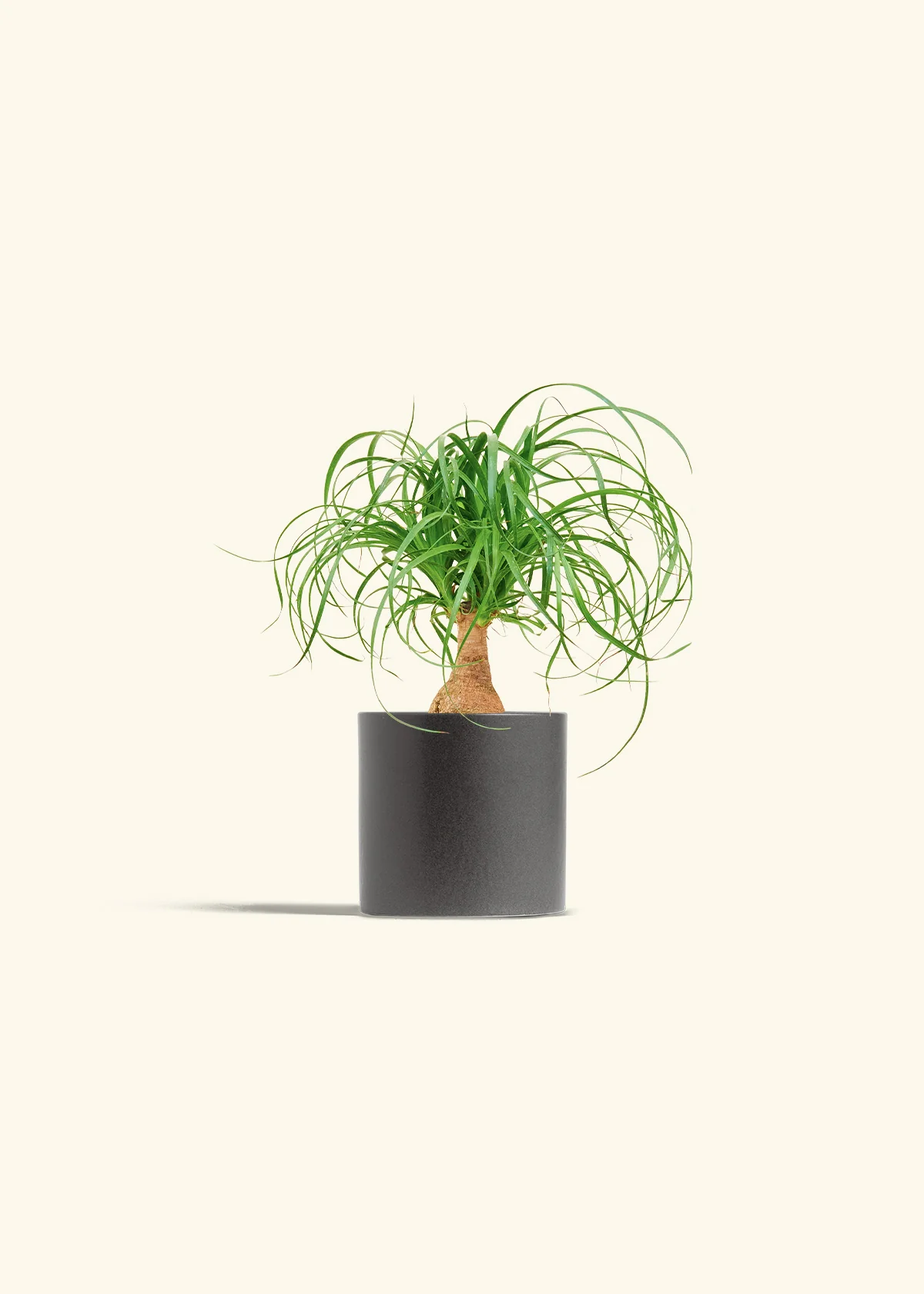 Ponytail Palm - Image 28
