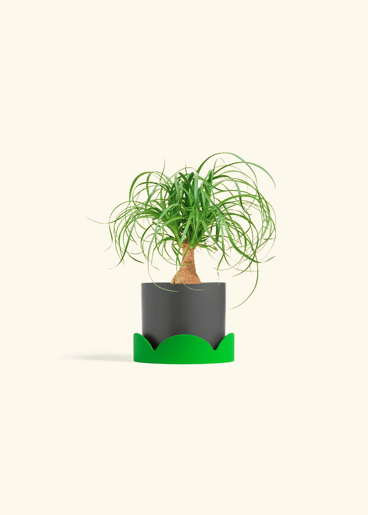 Ponytail Palm - Image 29